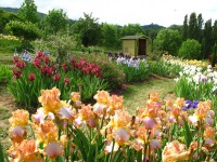 /album/galerie-de-photos-floraisons/jardin-comp-04-jpg/